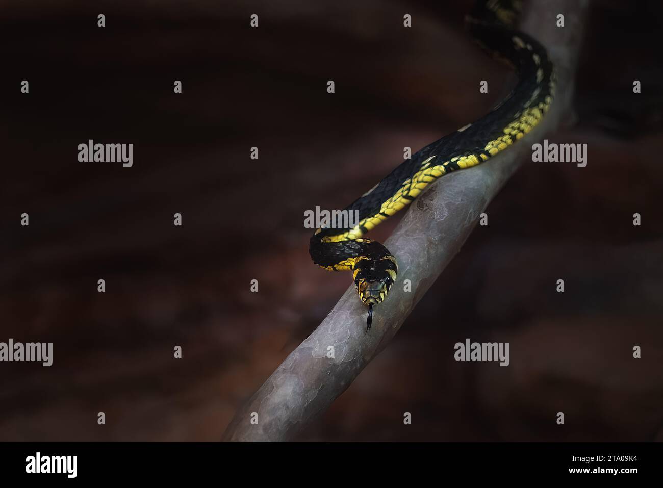Chicken Snake (Spilotes pullatus) - Caninana Stock Photo