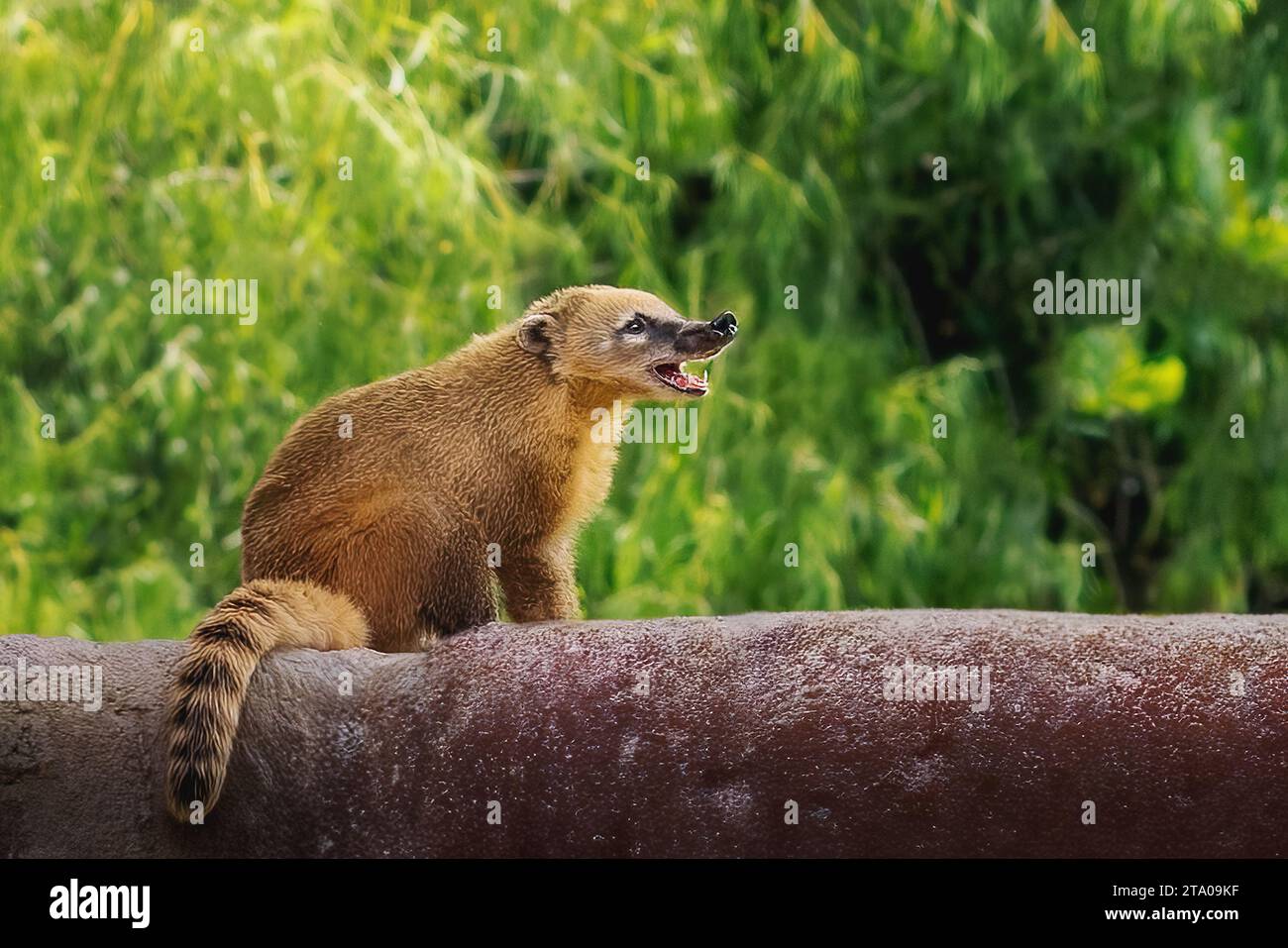 South American Coati (Nasua nasua) Stock Photo