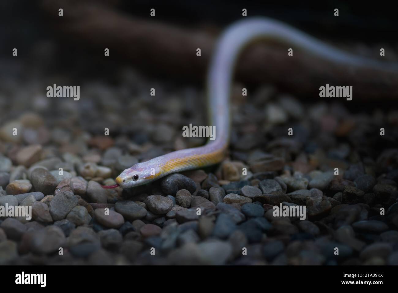 Coral Snow Corn Snake (Pantherophis guttatus) Stock Photo