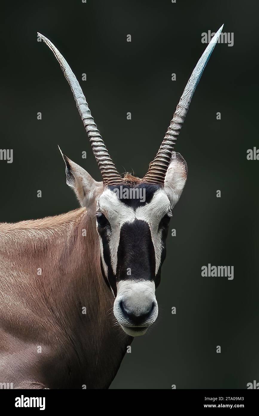 Gemsbok Head or South African oryx (Oryx gazella) Stock Photo