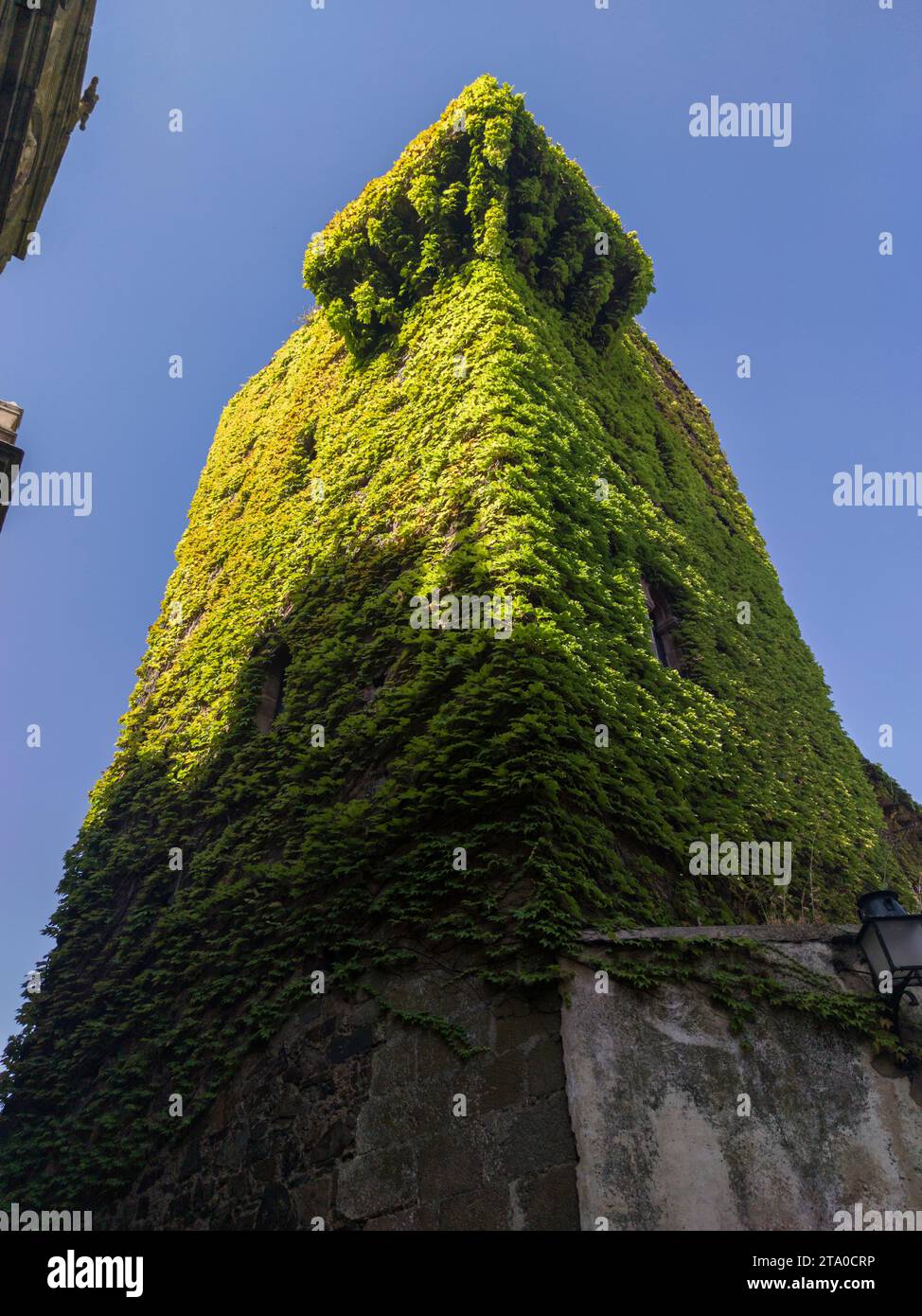 Sande Tower, Medieval old palace house covered in green Virginia creeper, Caceres, Extremadura, Spain Stock Photo
