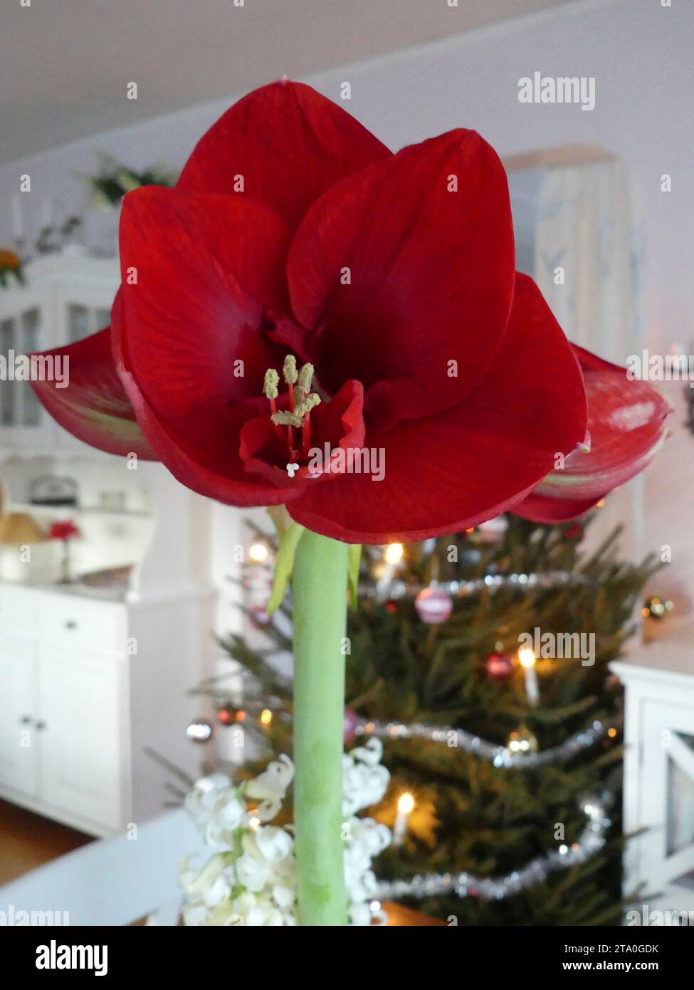 Red amaryllis in front of a dressed Christmas tree Stock Photo