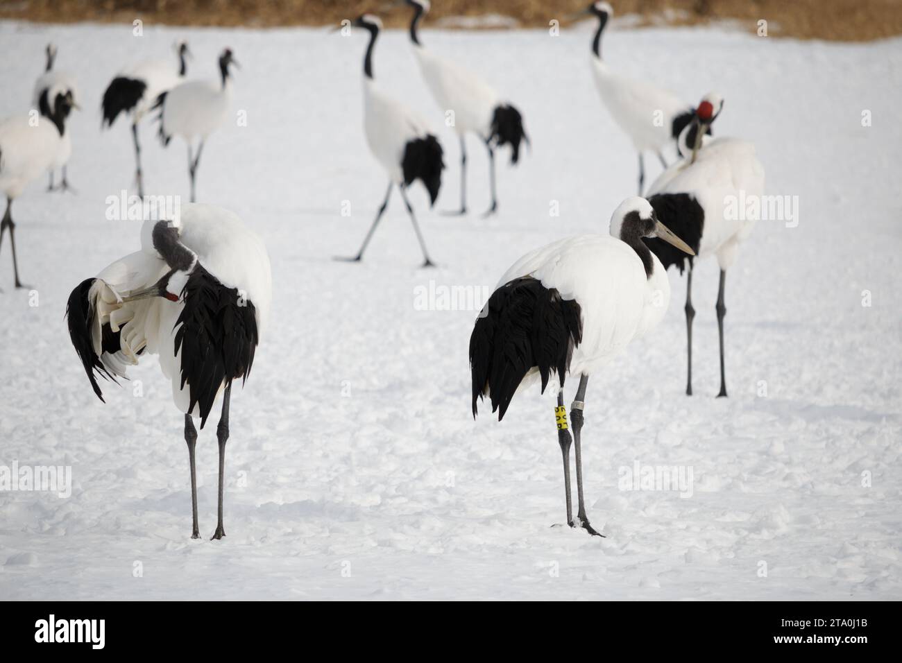 Flock Of Japanese Red-crowned Cranes In A Bird Sanctuary Stock Photo 