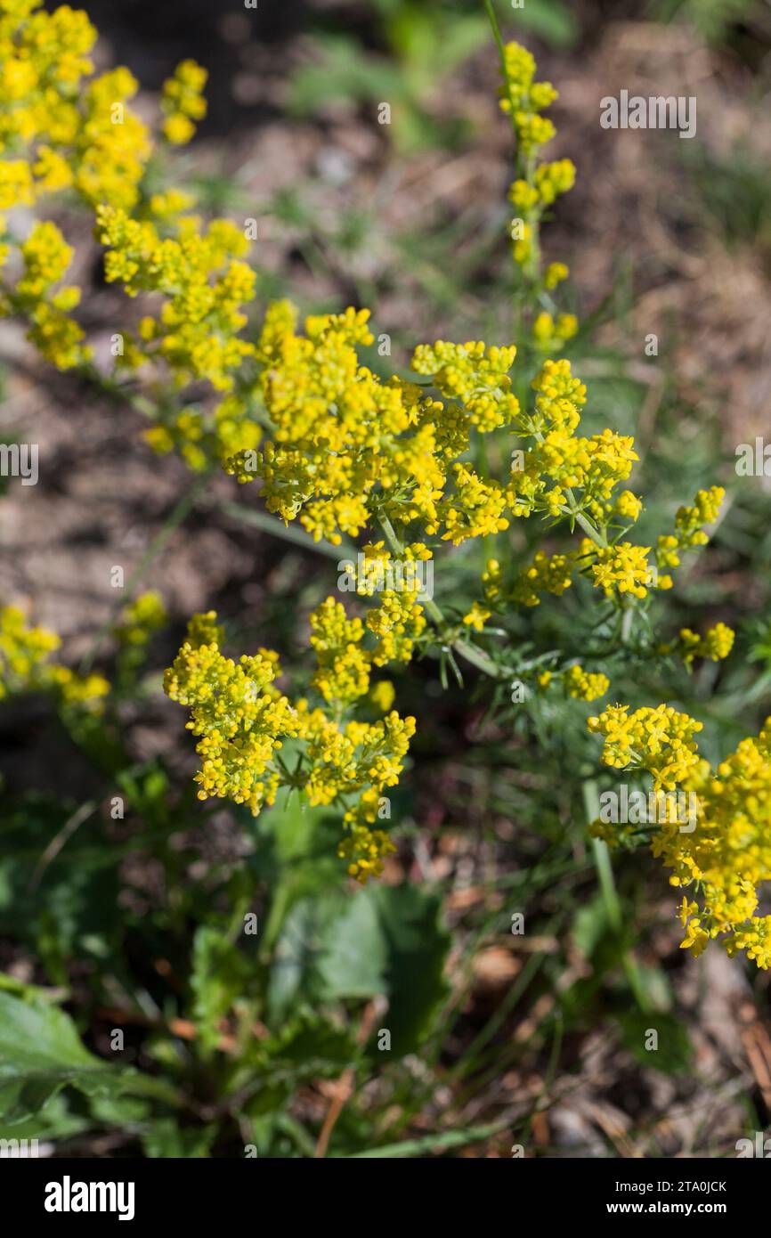 GALIUM VERUM lady´s bedstraw Stock Photo