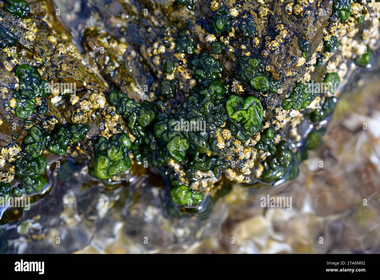 Codium coralloides is a sea green alga. Cabo Creus, Girona province, Catalonia, Spain. Stock Photo