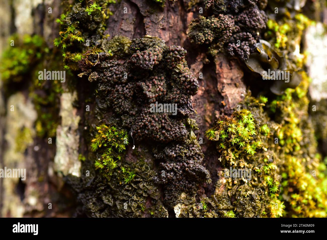 Collema nigrescens is a foliose jelly lichen found growing on the bark of trees. This photo was taken in Val d'Aran (Valle de Aran) , Lleida province, Stock Photo
