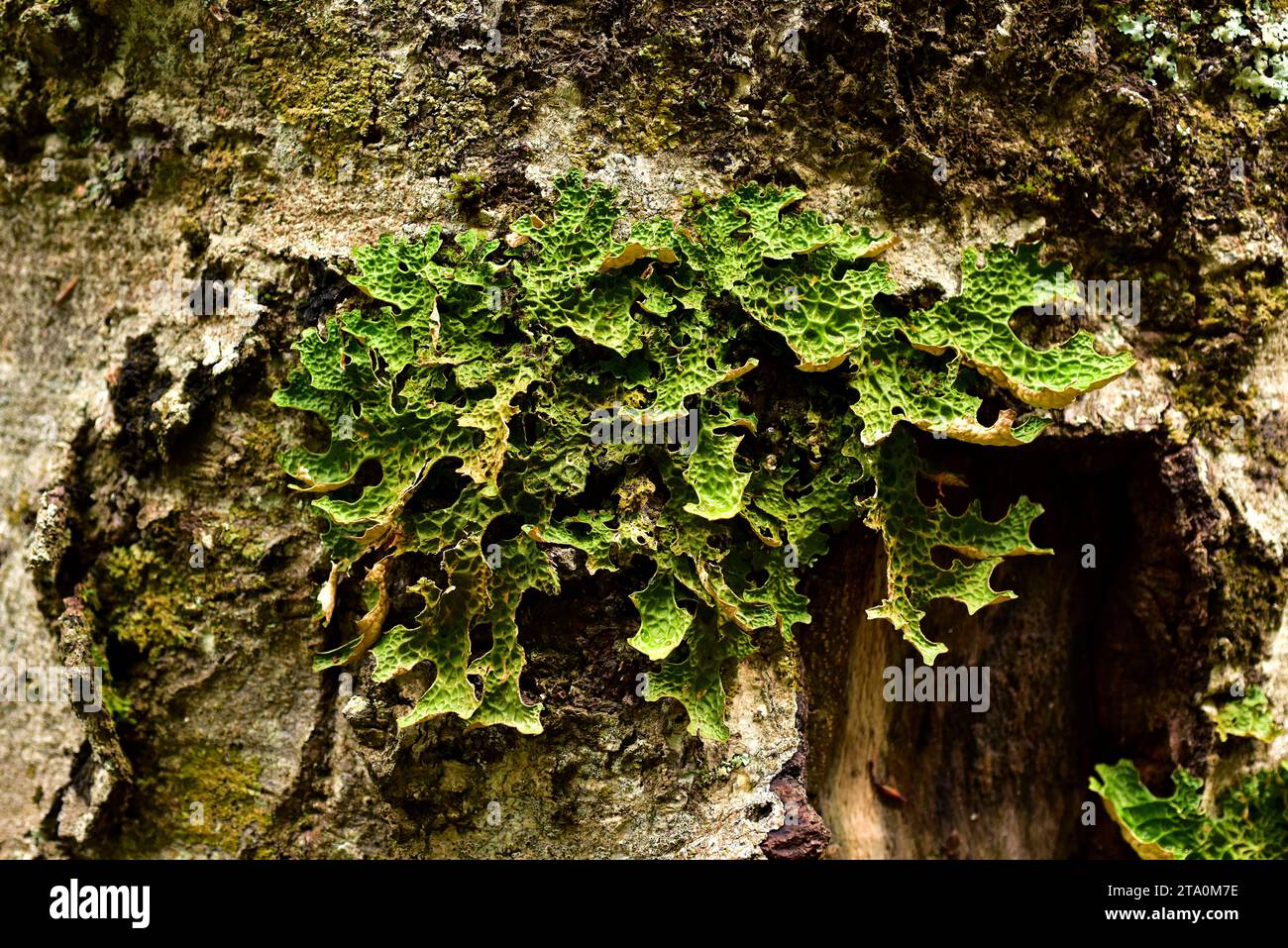 Lungwort lichen (Lobaria pulmonaria). Val d'Aran, Lleida province, Catalonia, Spain. Stock Photo