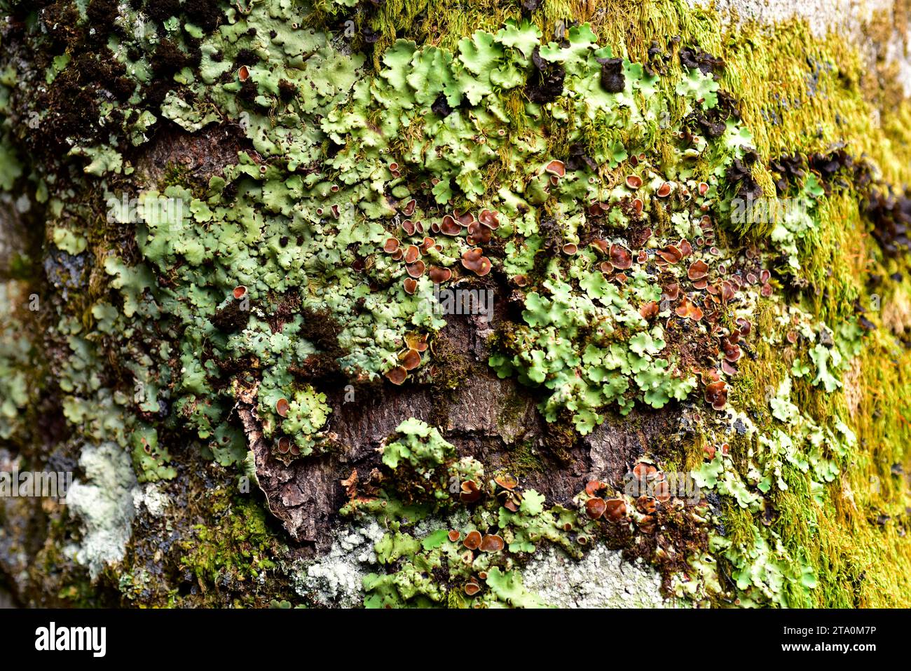 Foliose lichen Nephroma arcticum. Valle de Aran, Lleida province, Catalonia, Spain. Stock Photo