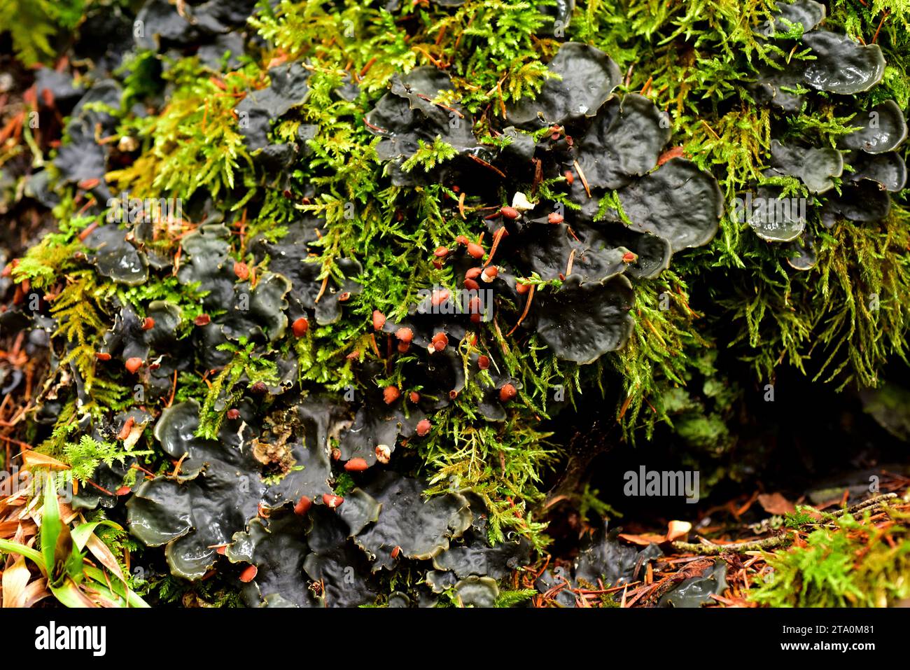 Foliose lichen Peltigera horizontalis. Valle de Aran, Lleida province, Catalonia, Spain. Stock Photo