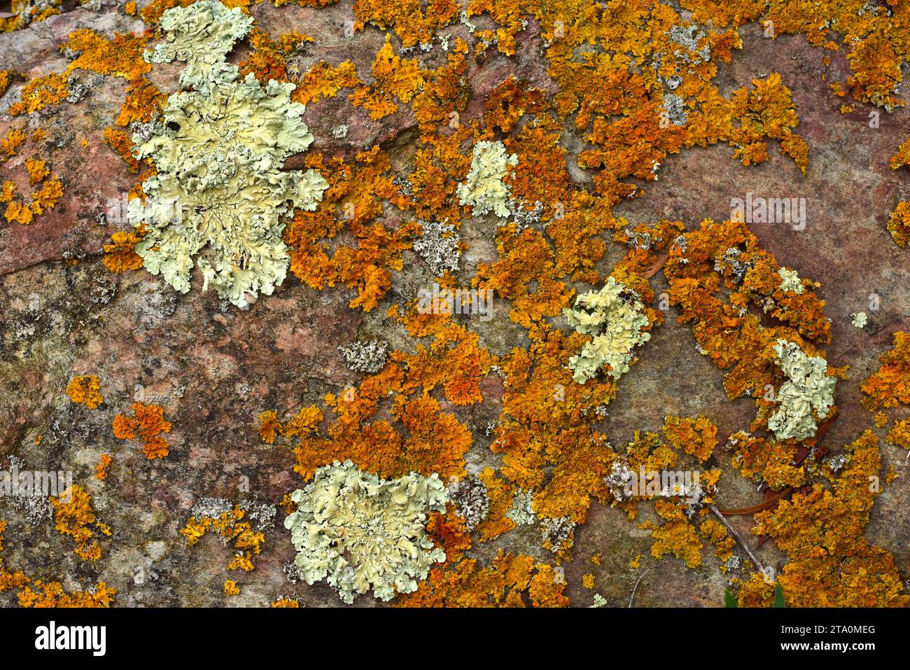 Folioses lichens Flavoparmelia caperata (green-yelow) and Xanthoria aureola (orange). Alt Emporda, Girona province, Catalonia, Spain. Stock Photo