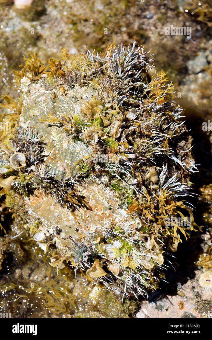 Acetabularia acetabulum or Acetabularia mediterranea is an unicellular green alga. Young specimens. This photo was taken in Cap Ras coast, Costa Brava Stock Photo