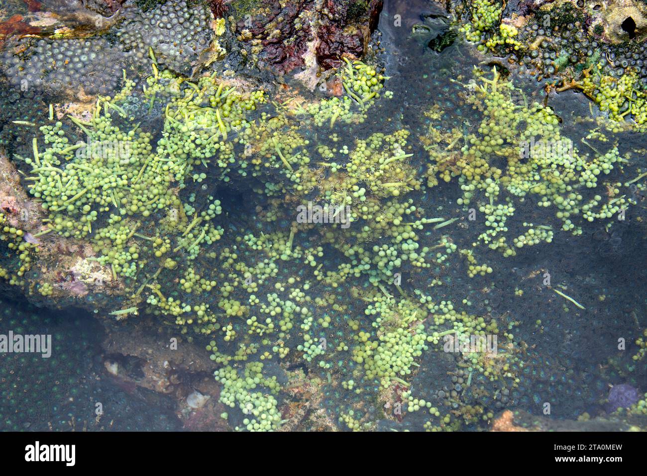 Sea grapes (Caulerpa racemosa) is a marine green alga. This photo was taken in Salvador de Bahia, Brazil. Stock Photo