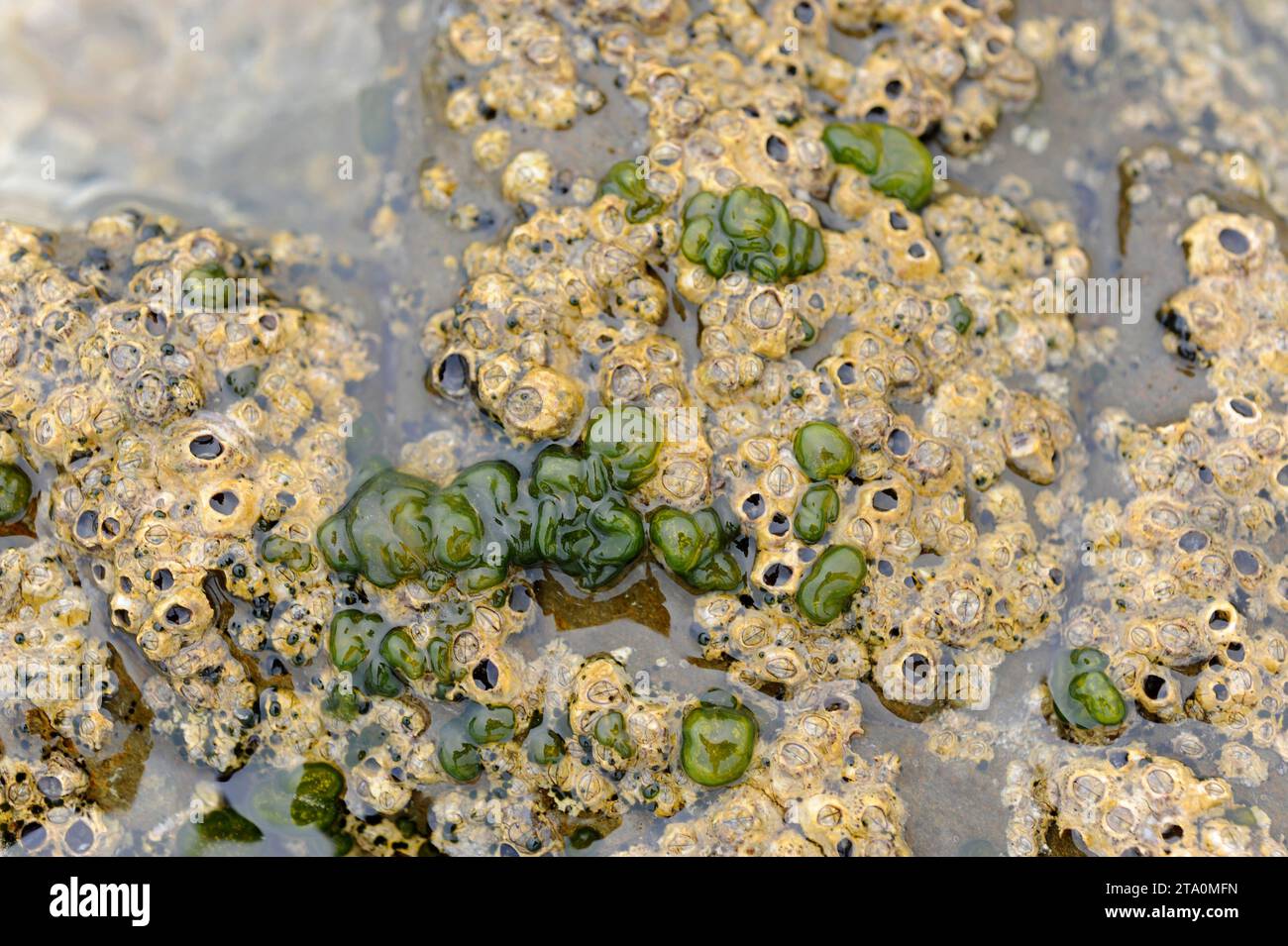 Codium coralloides green alga next to barnacles colony (Chthamalus sp.). This photo was taken in Cap Ras coast, Costa Brava, Girona province, Cataloni Stock Photo