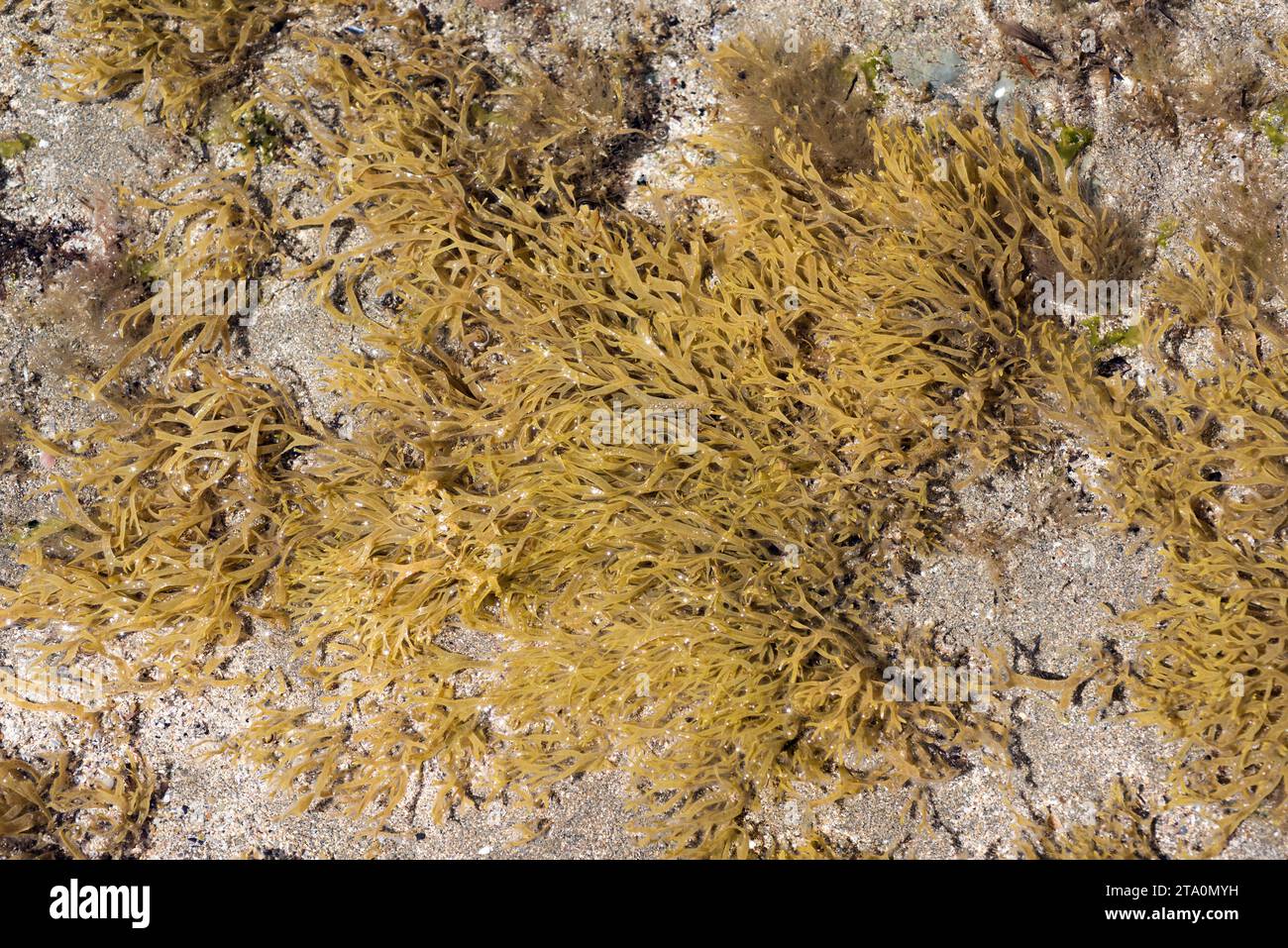 Dilophus fasciola or Dictyota fasciola is a brown alga. This photo was taken in Cap Ras coast, Girona province, Catalonia, Spain. Stock Photo