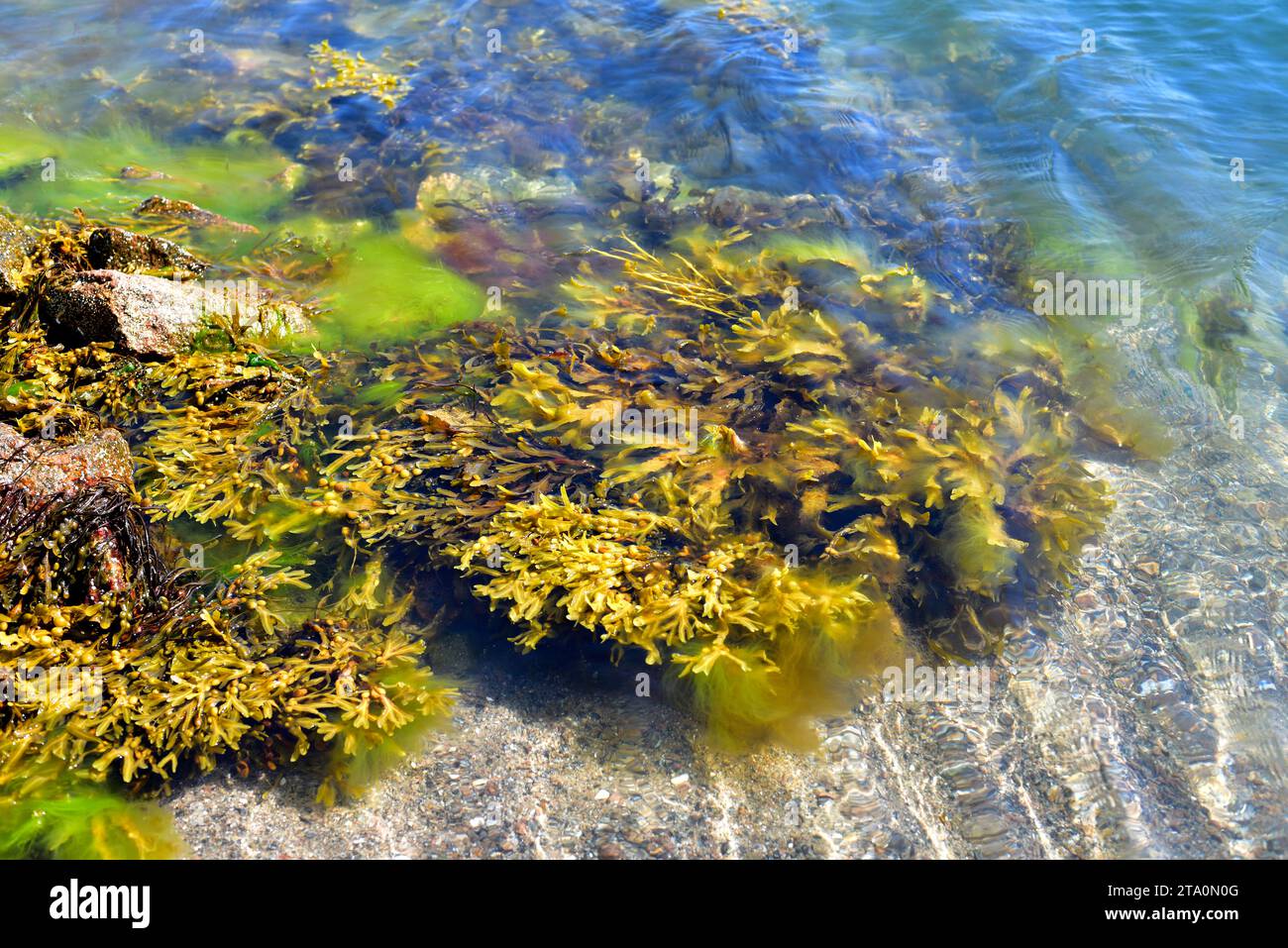Serrated wrack (Fucus serratus) is a brown alga native to Atlantic Ocean. This photo was taken in Bohuslan cosat, Sweden. Stock Photo