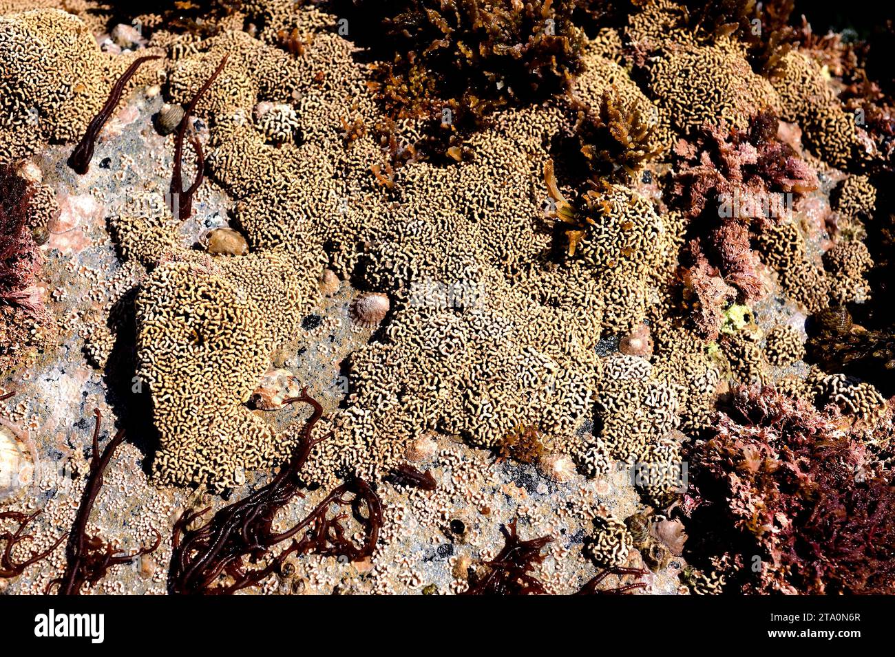 Lithophyllum tortuosum hi-res stock photography and images - Alamy