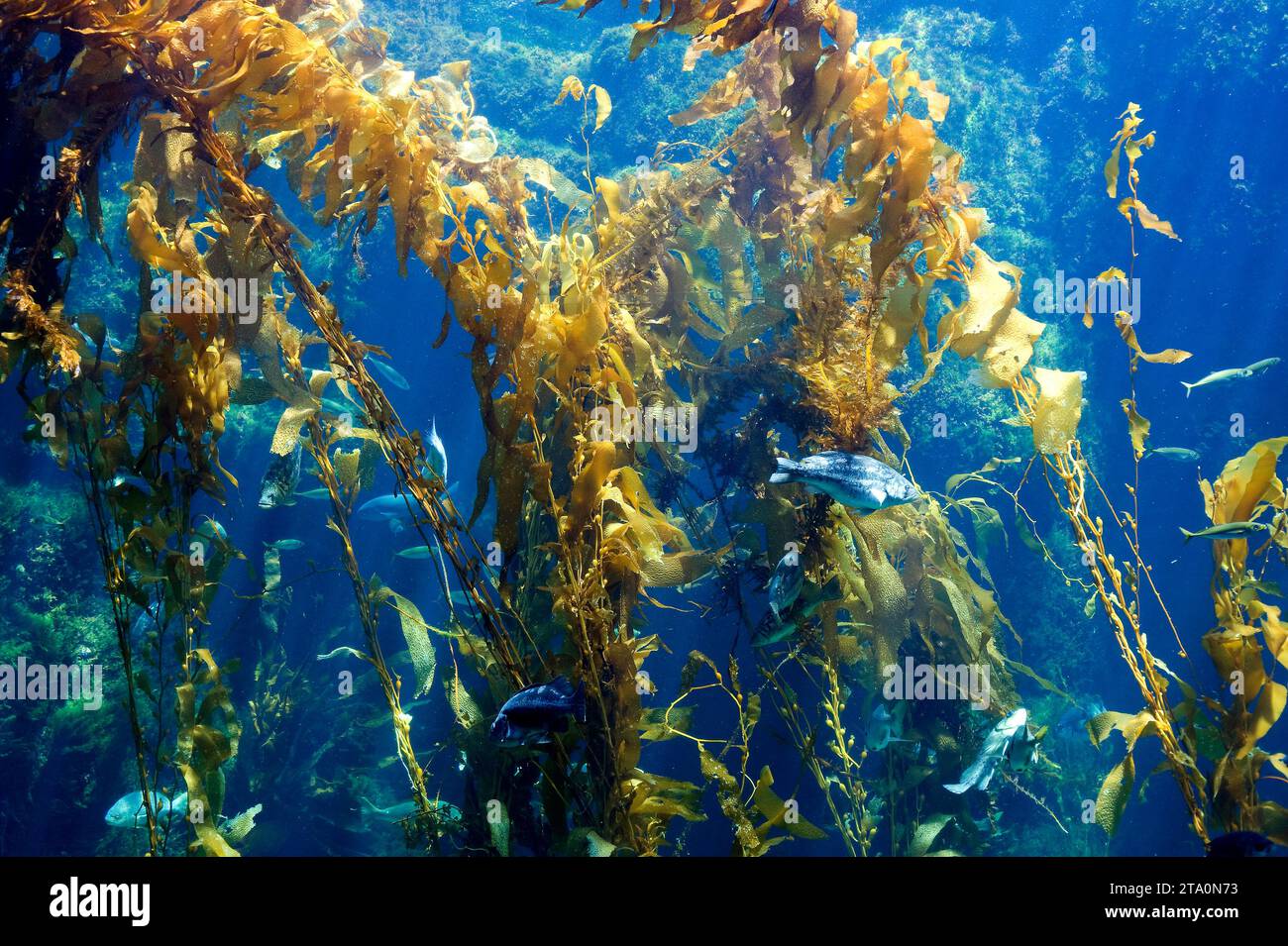 Giant kelp macrocystis pyrifera is a brown alga native to pacific and