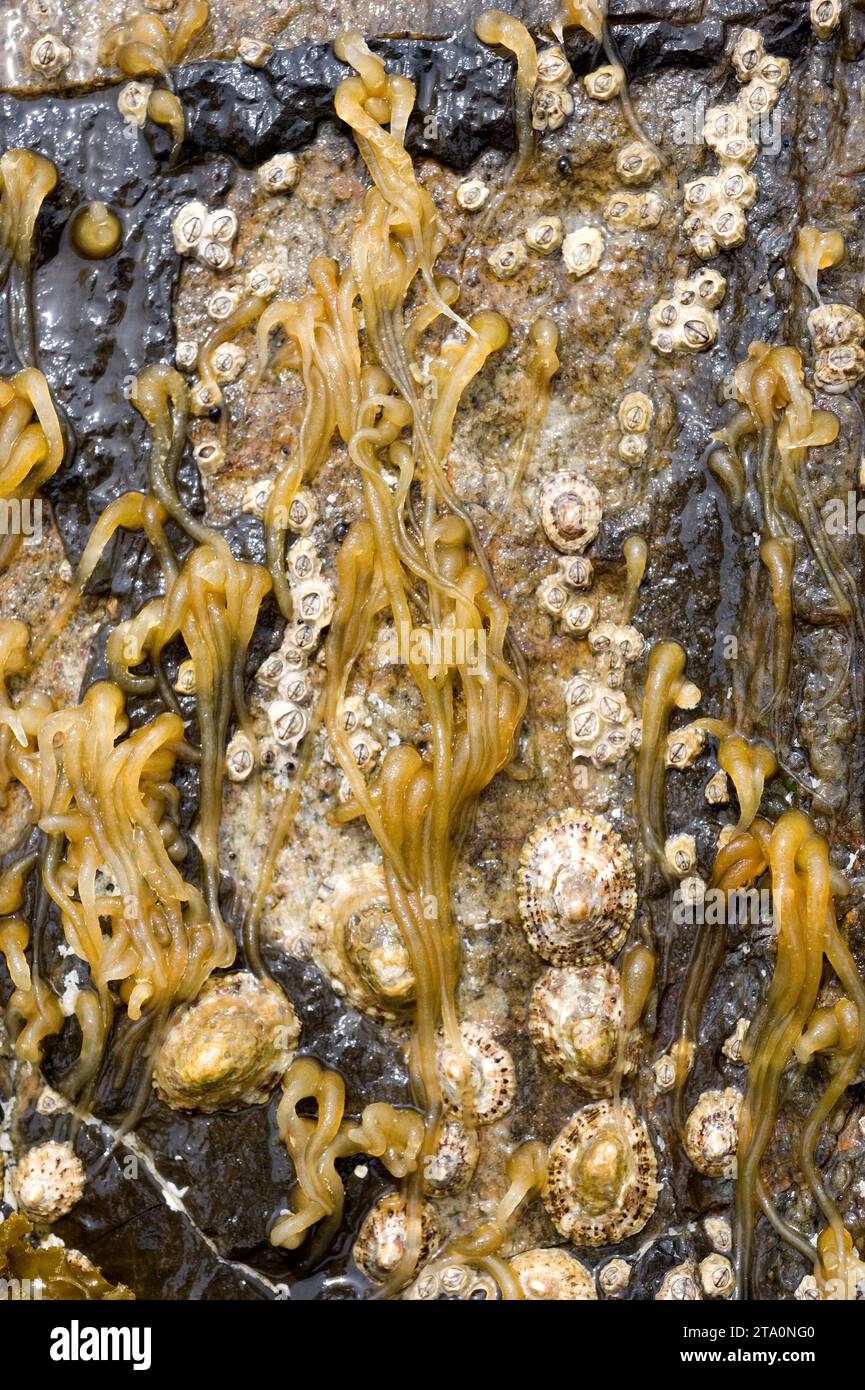 Nemalion helminthoides is a tubular red alga, around it barnacles and limpets. This photo was taken in Cap Ras, Girona province, Catalonia, Spain. Stock Photo