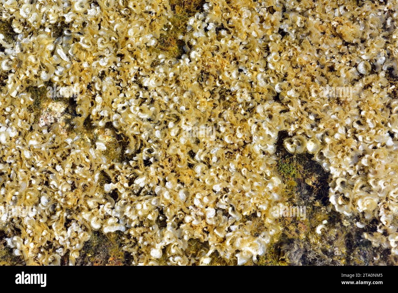 Peacock's tail seaweed hi-res stock photography and images - Alamy