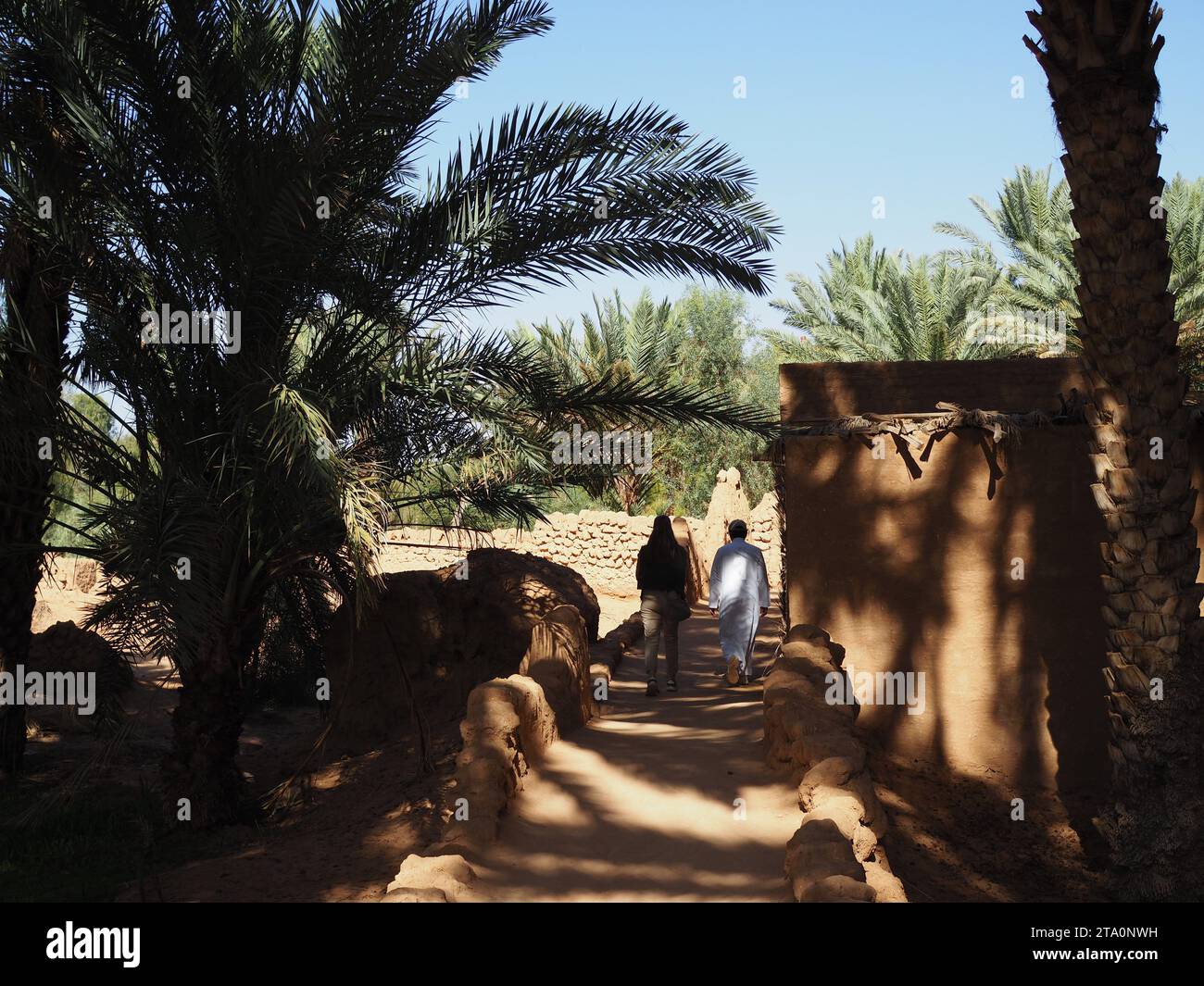 Saudi arabian desert plants hi-res stock photography and images - Alamy