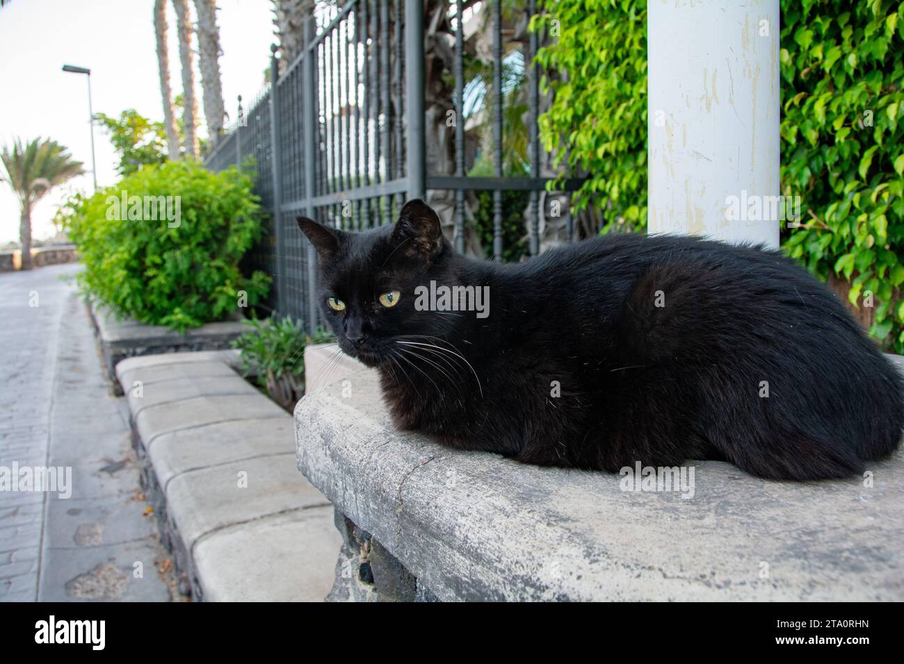 A wild black fluffy street cat on a wall, on the Canary Island of Gran Canaria in Spain Stock Photo
