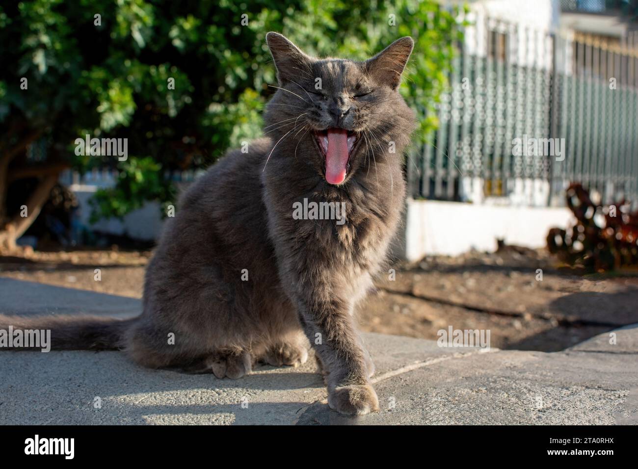 A wild gray fluffy street cat yawning with its long tongue out, on the Canary Island of Gran Canaria in Spain Stock Photo