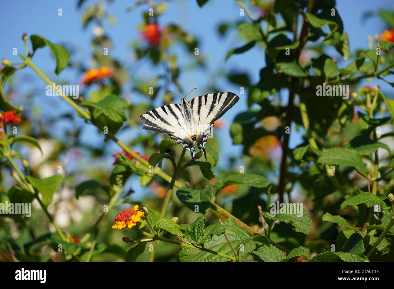 A scarce swallowtail or Iphiclides podalirius butterfly on lantana camara flowers, in Athens, Greece Stock Photo