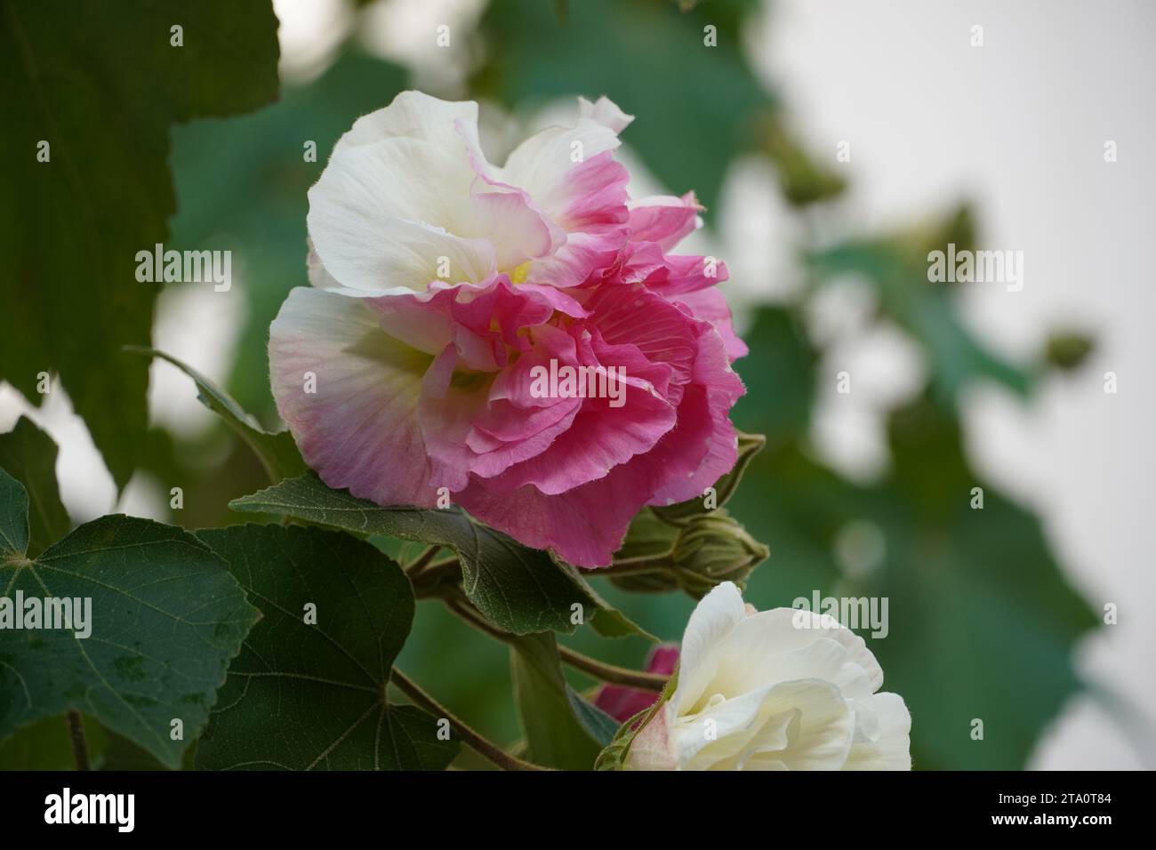 A Confederate, or cotton rose, or Hibiscus mutabilis in a garden Stock Photo