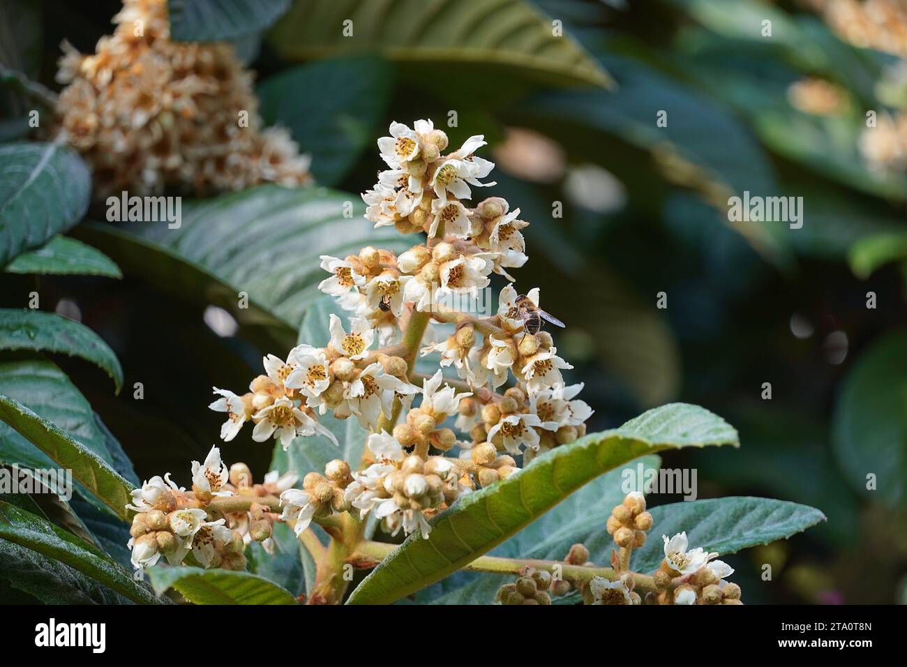 Loquat or eriobotrya japonica tree flowers, in autumn, and honey bees, or apis mellifera, in Glyfada, Greece Stock Photo