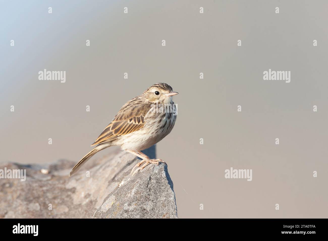 Berthelot's Pipit, Anthus berthelotii madeirensis, on Madeira. Stock Photo