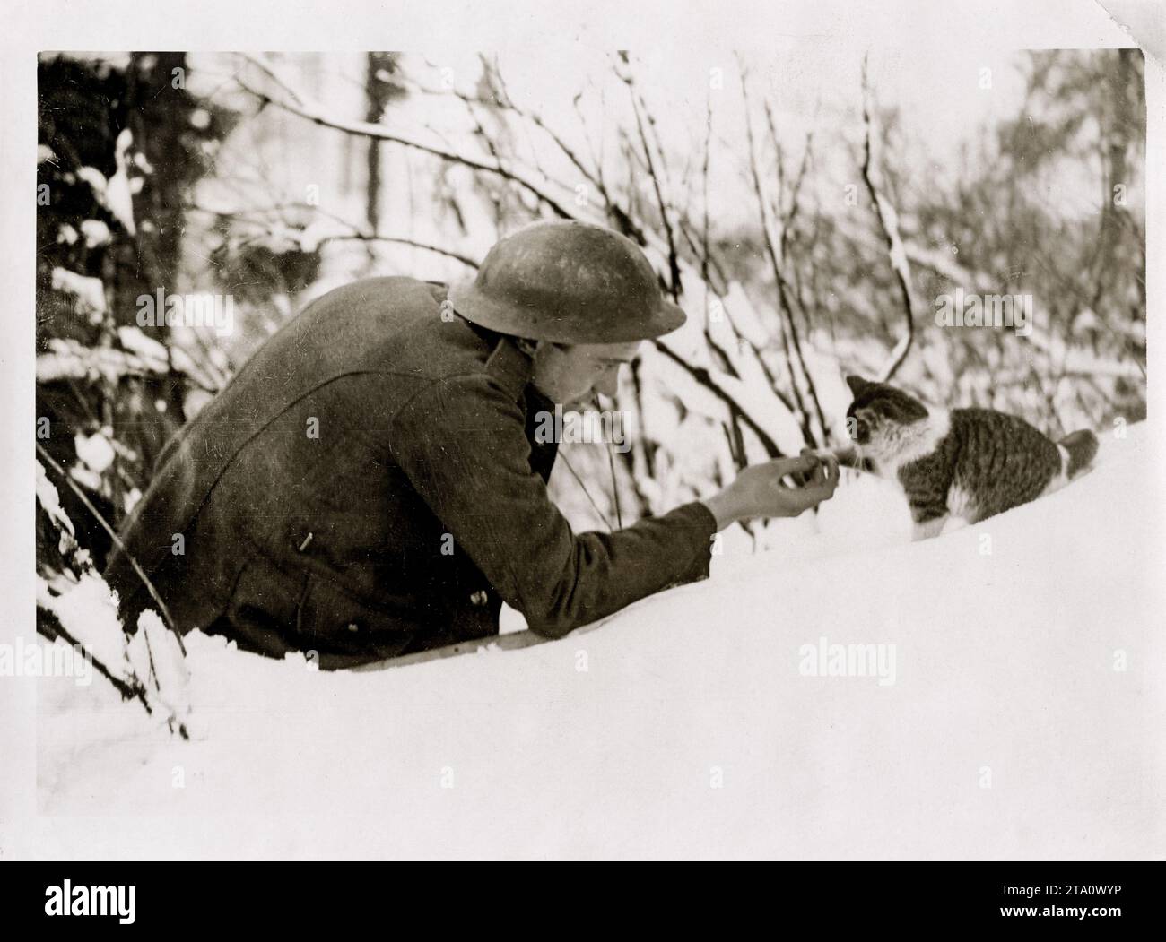 WW1 World War I - British soldier playing with kitten in the snow Stock Photo
