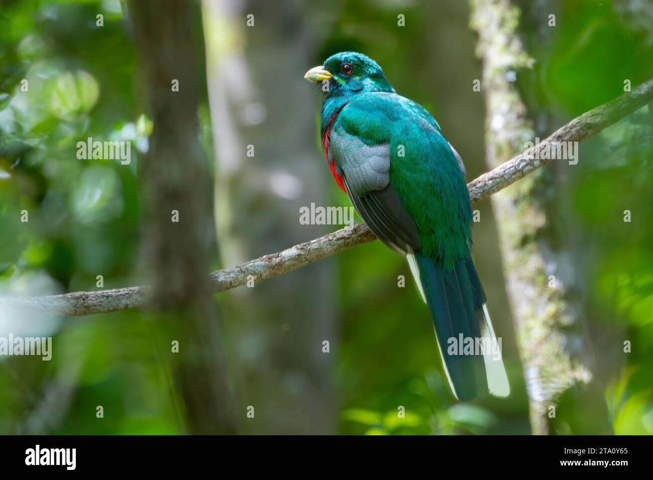 Male Narina Trogon (Apaloderma narina) in Afromontane forest, Wilderness, Western Cape, South Africa Stock Photo