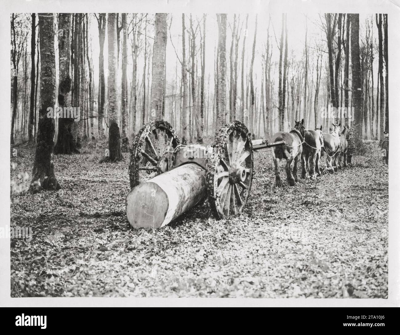 WW1 World War I - Horses pull a log in a French forest Stock Photo