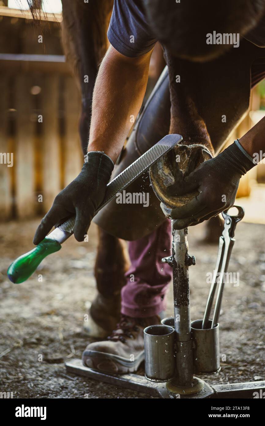 Horseshoeing preparation is in progress. The farrier removes, rasps off