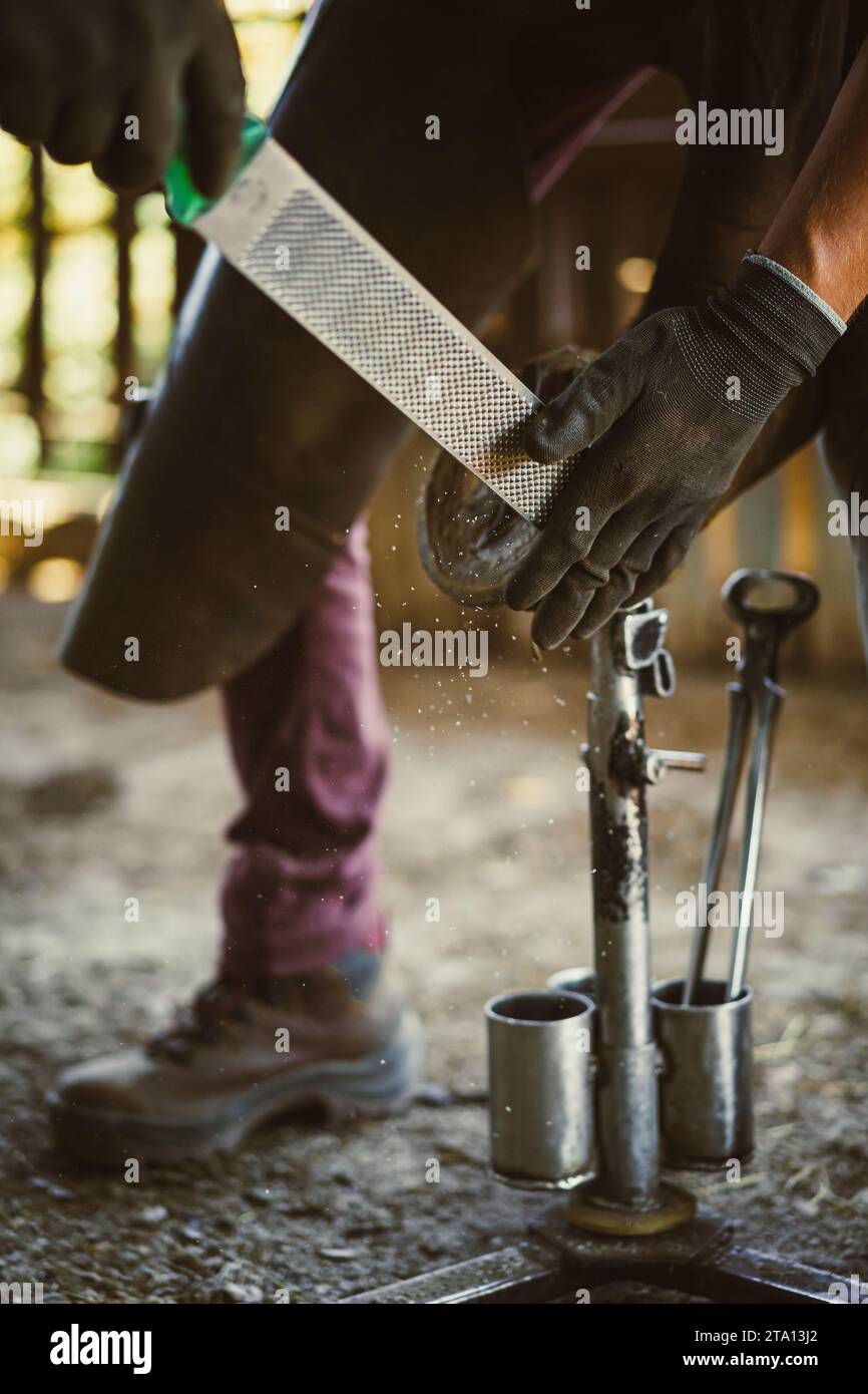 Horseshoeing preparation is in progress. The farrier removes, rasps off