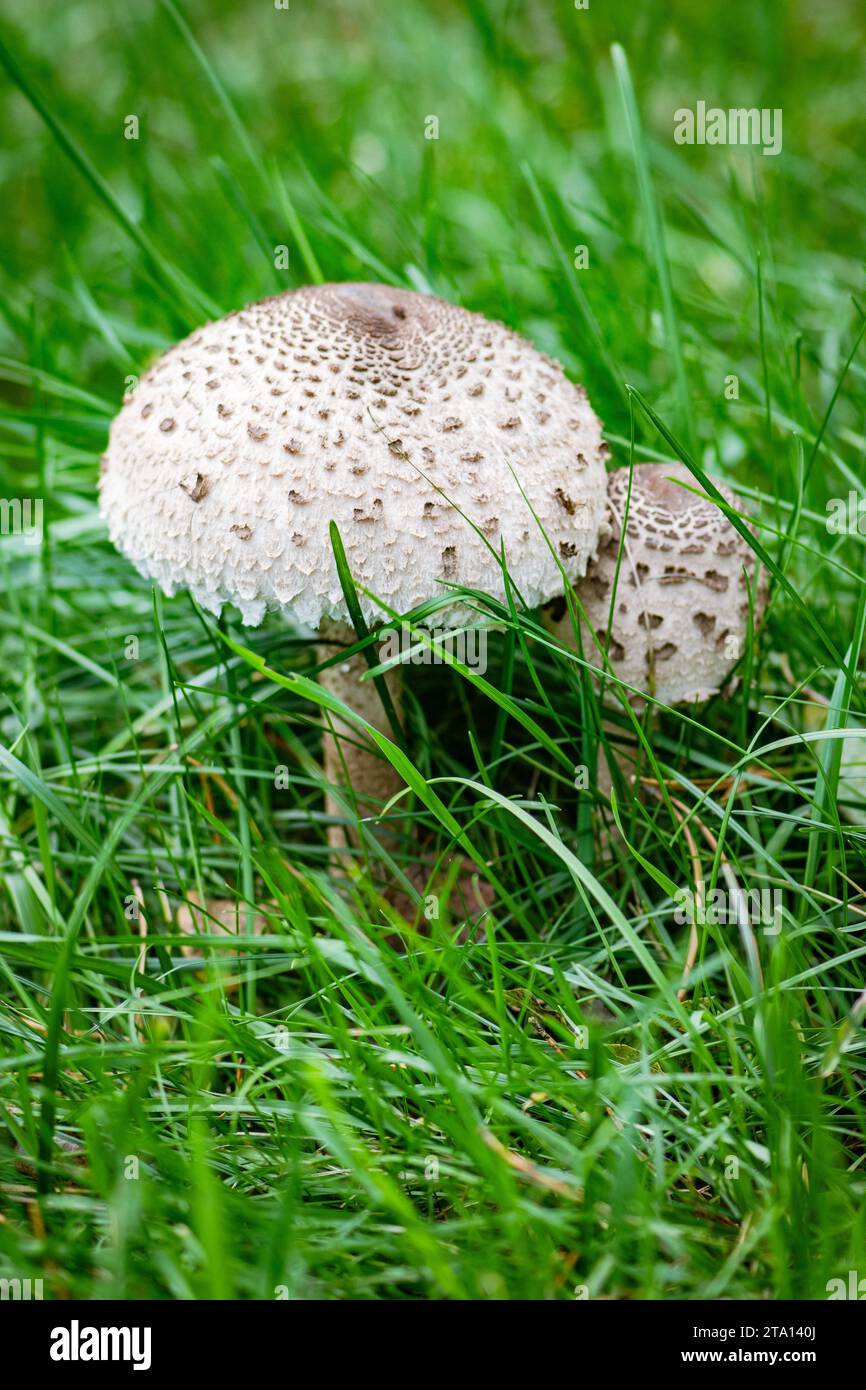 Macrolepiota procera, parasol mushroom among green grass, basidiomycete fungus with a large, prominent fruiting body resembling a parasol Stock Photo