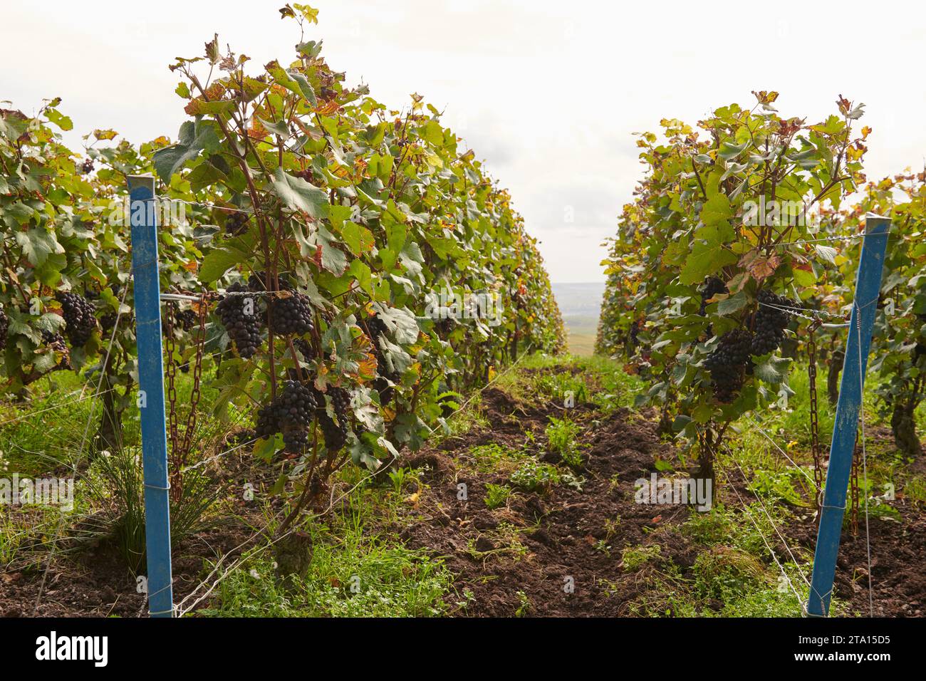 A view of the champagne vines of Champillon looking towards Epernay Stock Photo
