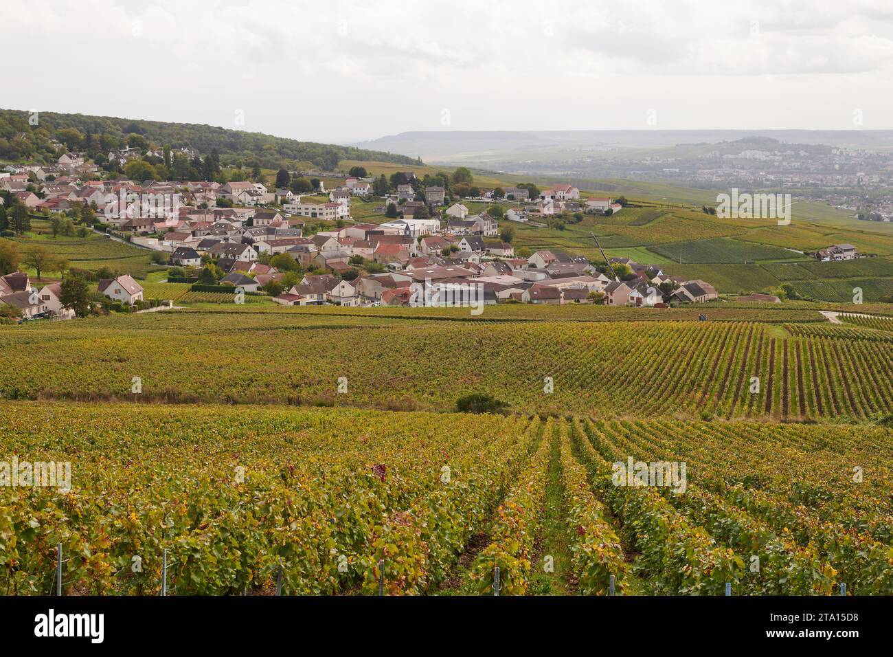A view of the champagne vines of Champillon looking towards Epernay Stock Photo