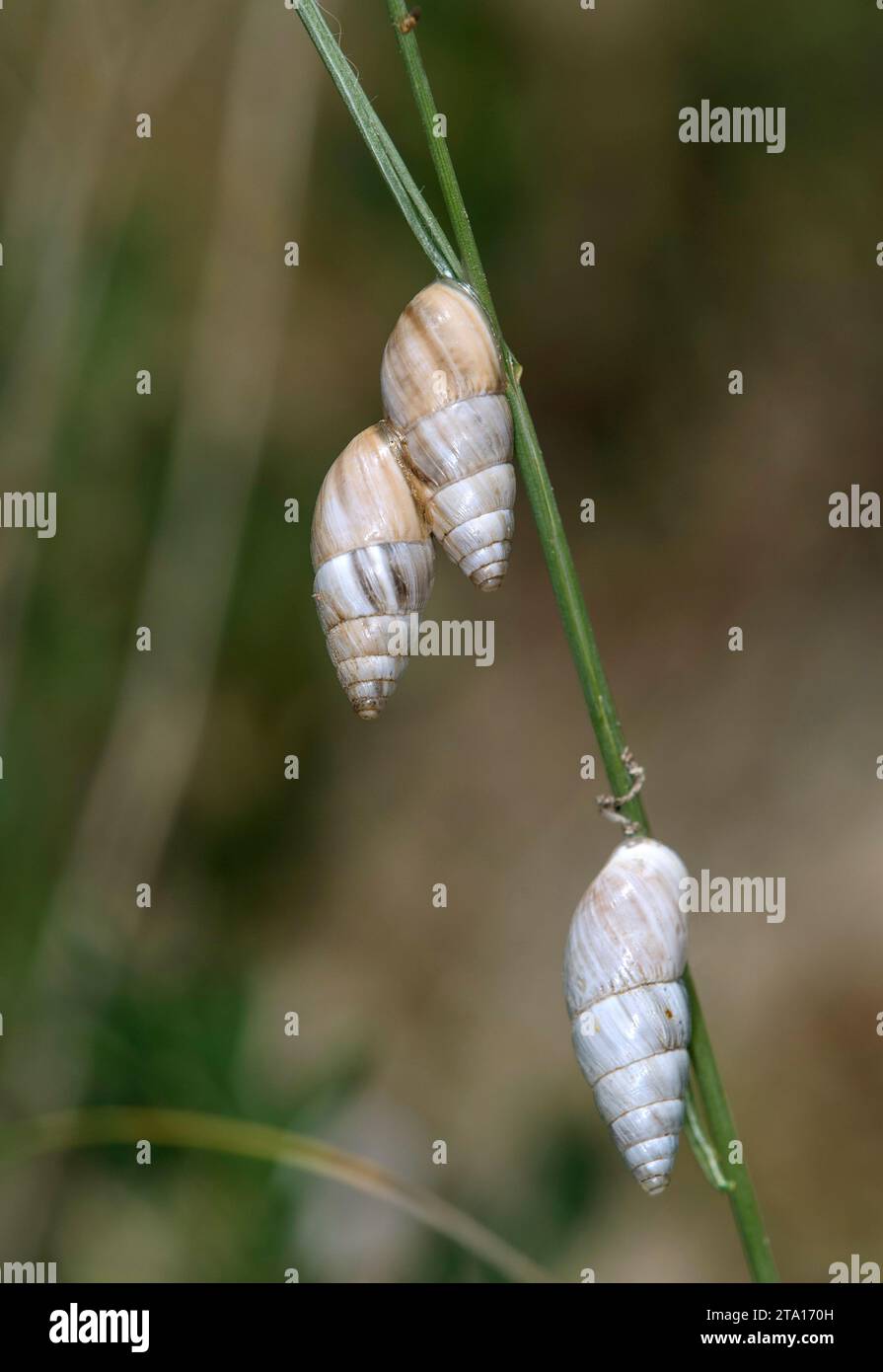 Three air-breathing land snails Zebrina detrita sp. hanging on a blade of grass, Kaiserstuhl region, Baden-Württemberg, Germany Stock Photo
