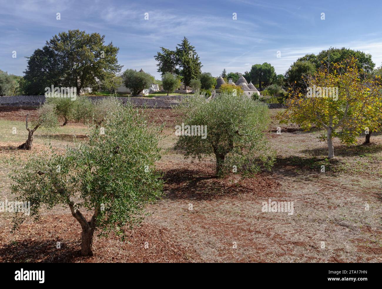 Olive trees grove stone house hi-res stock photography and images - Alamy