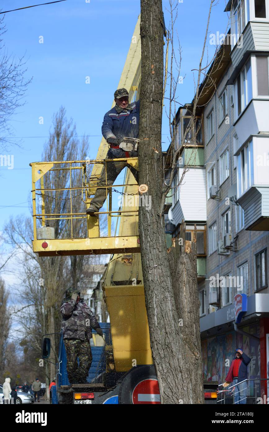 Municipal worker cutting dead standing tree with chainsaw using truck ...