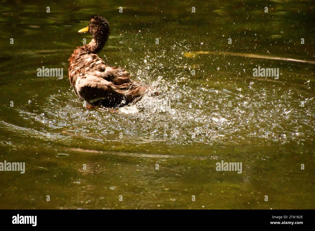 Pond in kilkenny castle park hi-res stock photography and images - Alamy