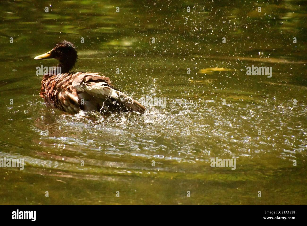 Kilkenny castle park pond hi-res stock photography and images - Alamy