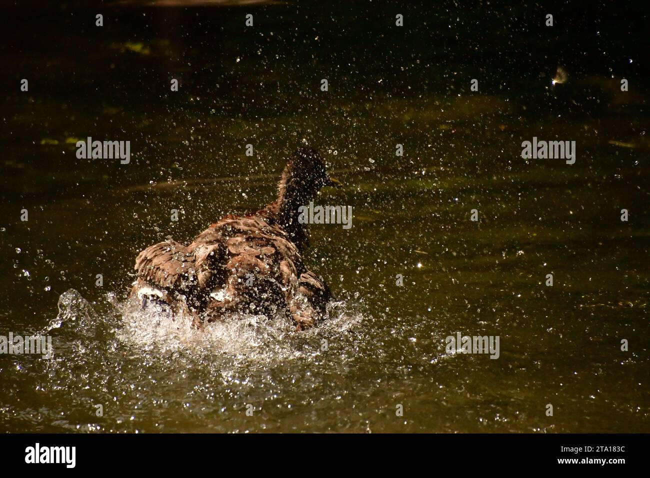 Pond in kilkenny castle park hi-res stock photography and images - Alamy