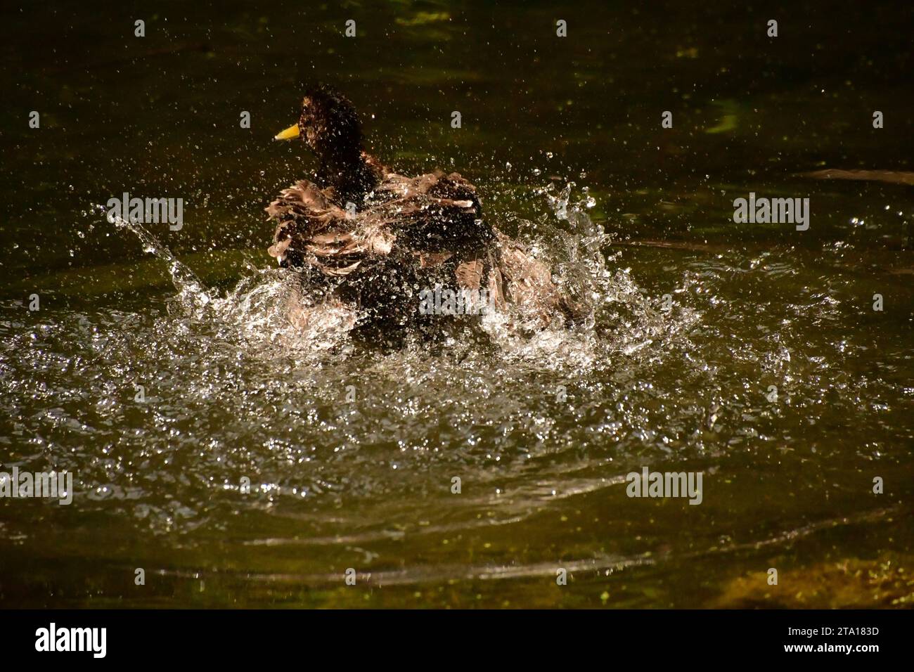 Pond in kilkenny castle park hi-res stock photography and images - Alamy