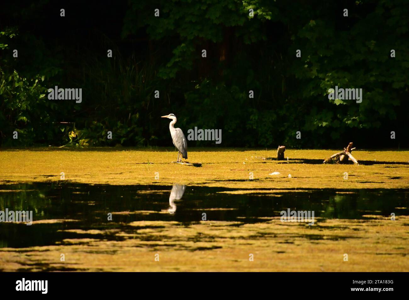 Pond in kilkenny castle park hi-res stock photography and images - Alamy