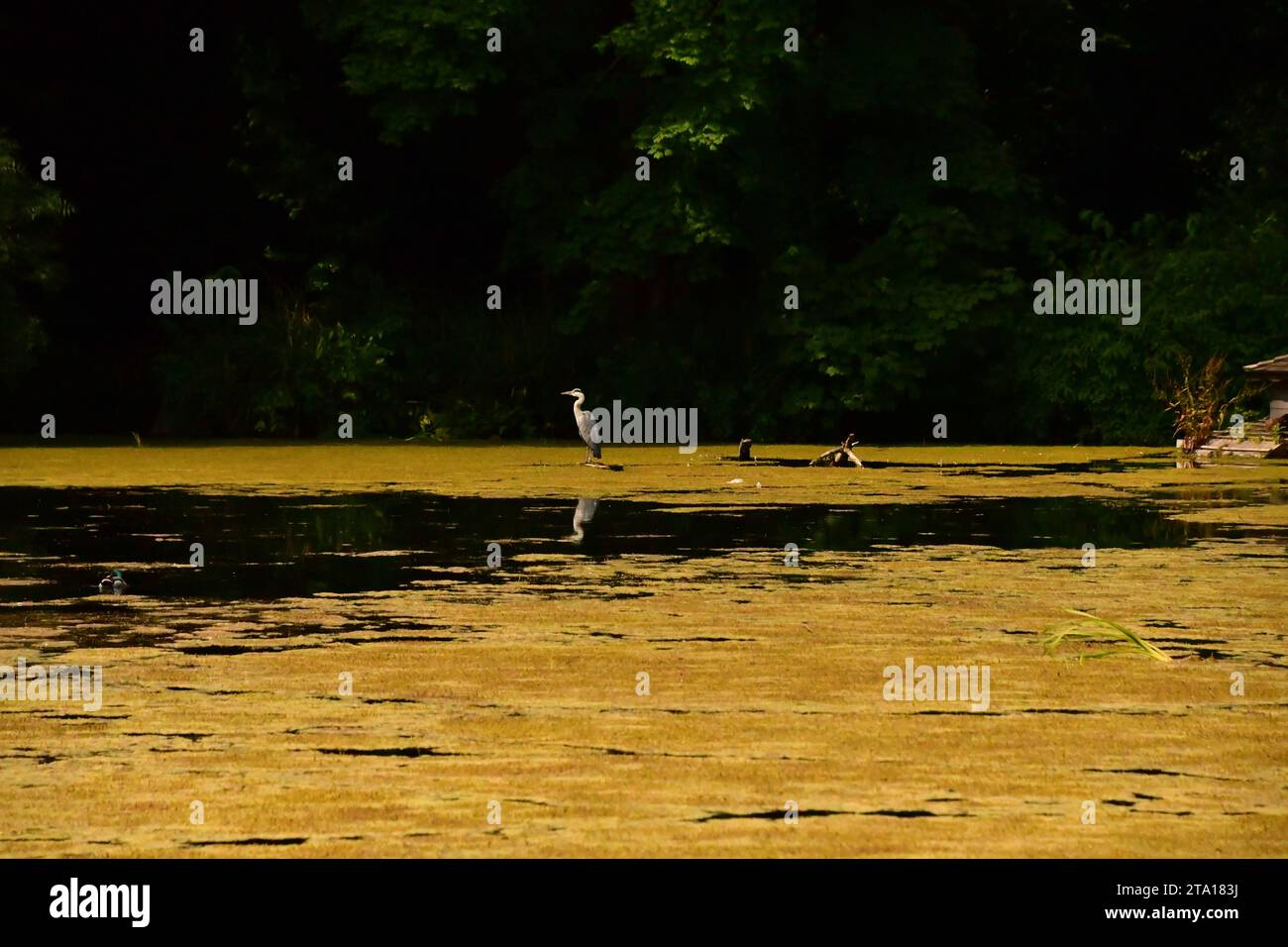 Pond in kilkenny castle park hi-res stock photography and images - Alamy