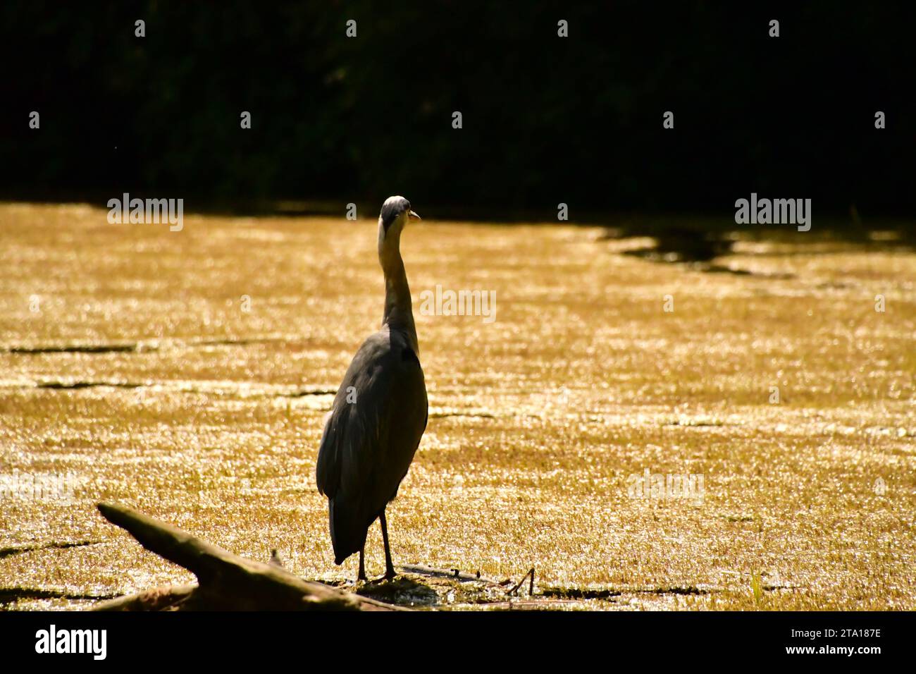 Pond in kilkenny castle park hi-res stock photography and images - Alamy