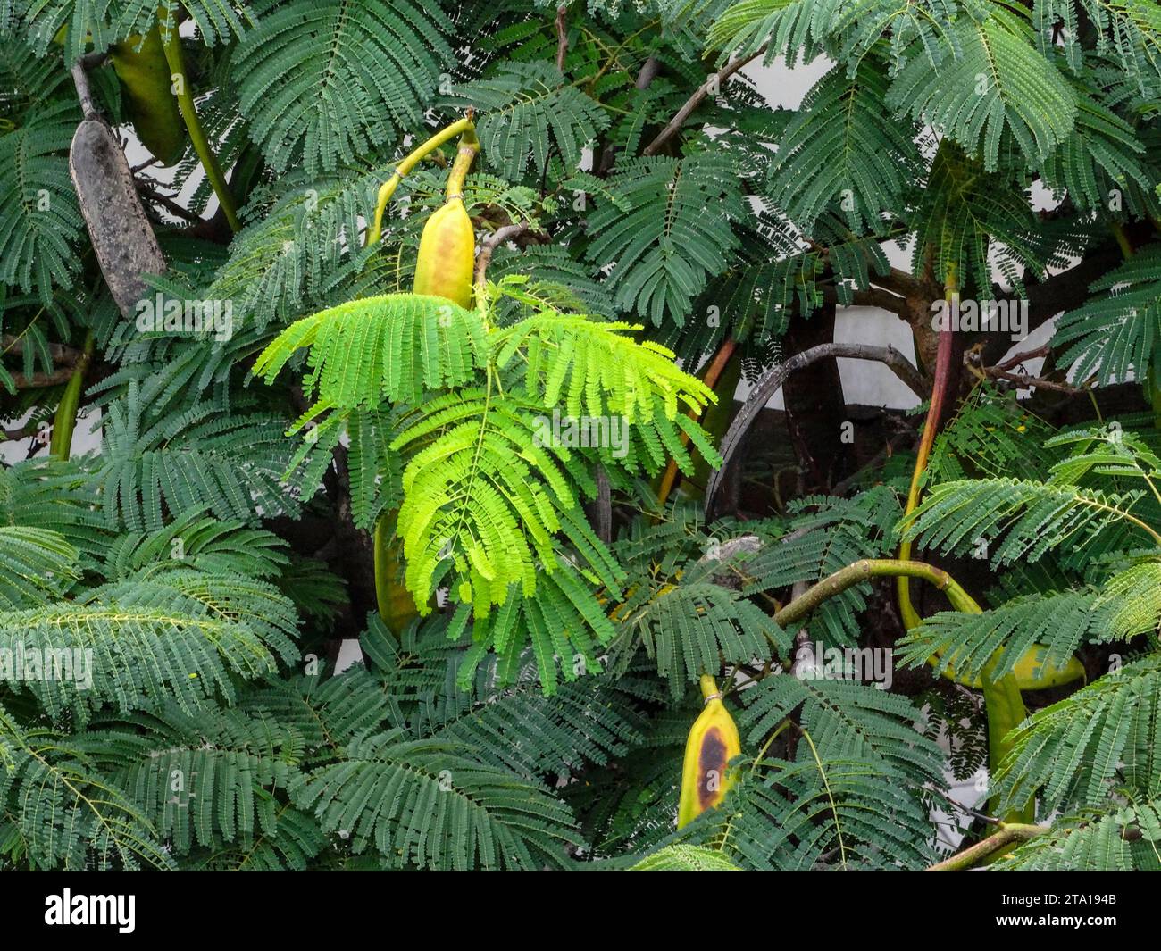 Carob Tree with pods and foliage. Natural intimate useful ornamental