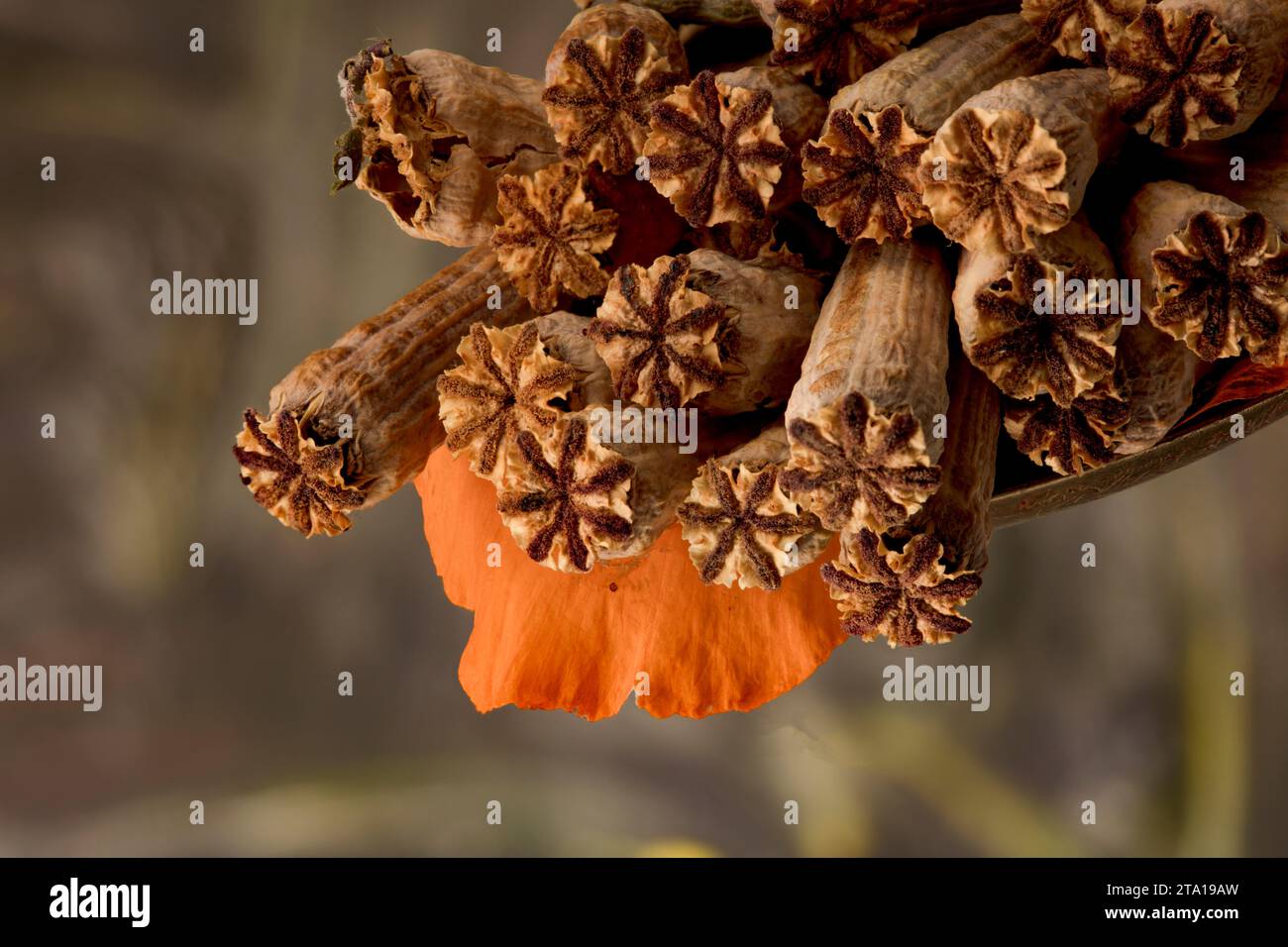 Poppy Shell Poster ready very close up nature still life showing natural texture ...